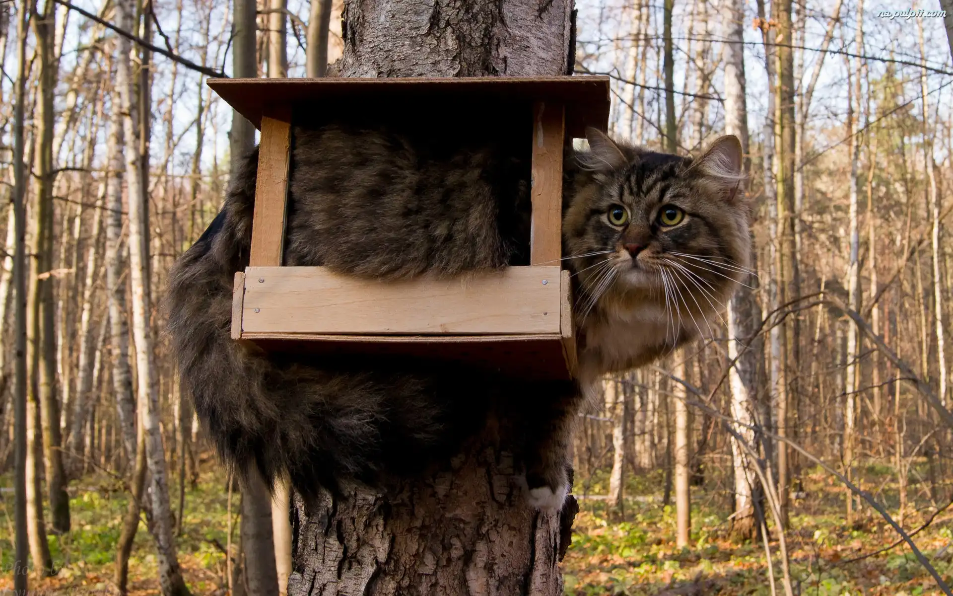 karmnik, kot, drzewa na pulpit pulpit cat house ~ karmnik, kot, drzewa na pulpit